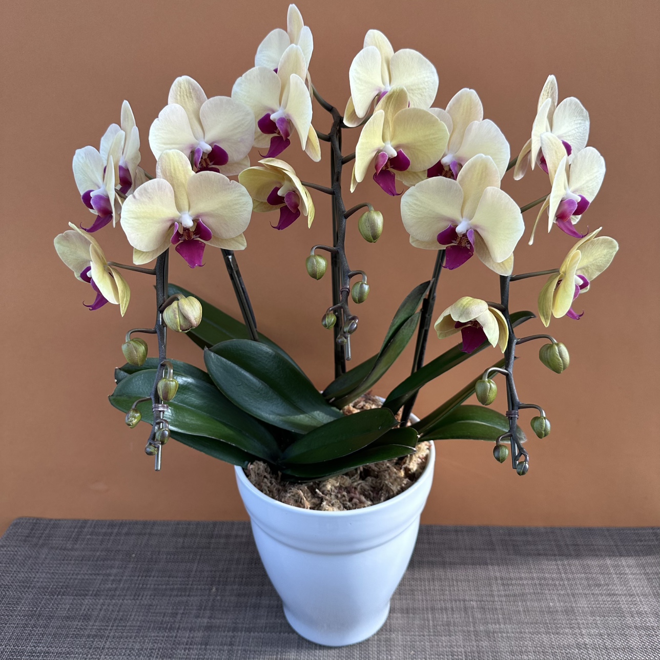 ★現品限り★ゴールデンサプライ３株３本立ち おまかせラッピング付陶器鉢入り・送料込み【お届け可能期間：～1/14】[r-ol-3f-gds-20250109］