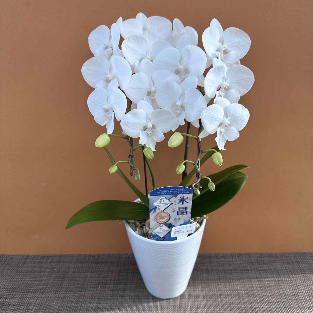 ★現品限り★氷晶１株２本立ち おまかせラッピング付陶器鉢入り・送料込み【お届け可能期間：～1/14】[r-ol-2f-hys-20250109］