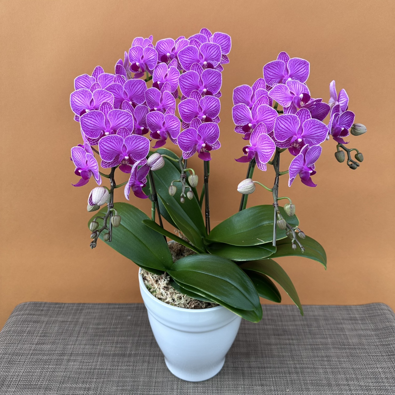 ★現品限り★ディープシェリー３株３本立ち おまかせラッピング付陶器鉢入り・送料込み【お届け可能期間：～11/12】[r-ol-3f-dps-20251106］