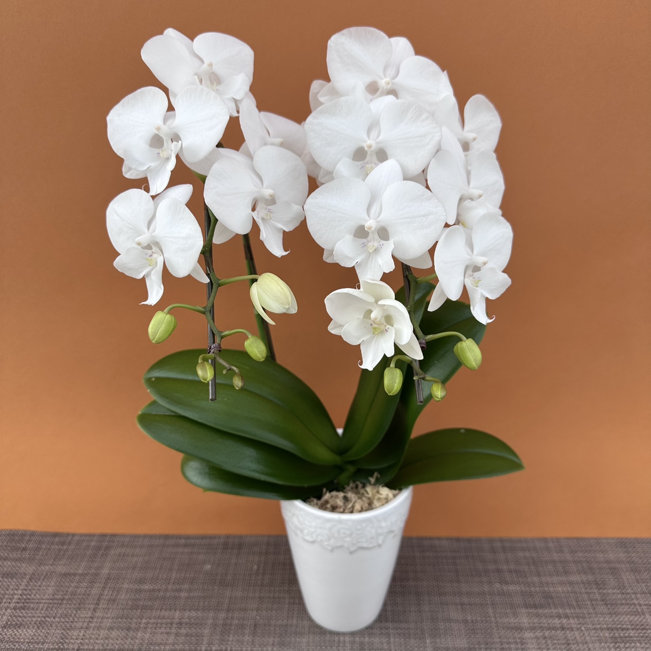 ★現品限り★氷晶1株２本立ち おまかせラッピング付陶器鉢入り・送料込み【お届け可能期間：～11/12】[r-ol-2f-hys-20251106］