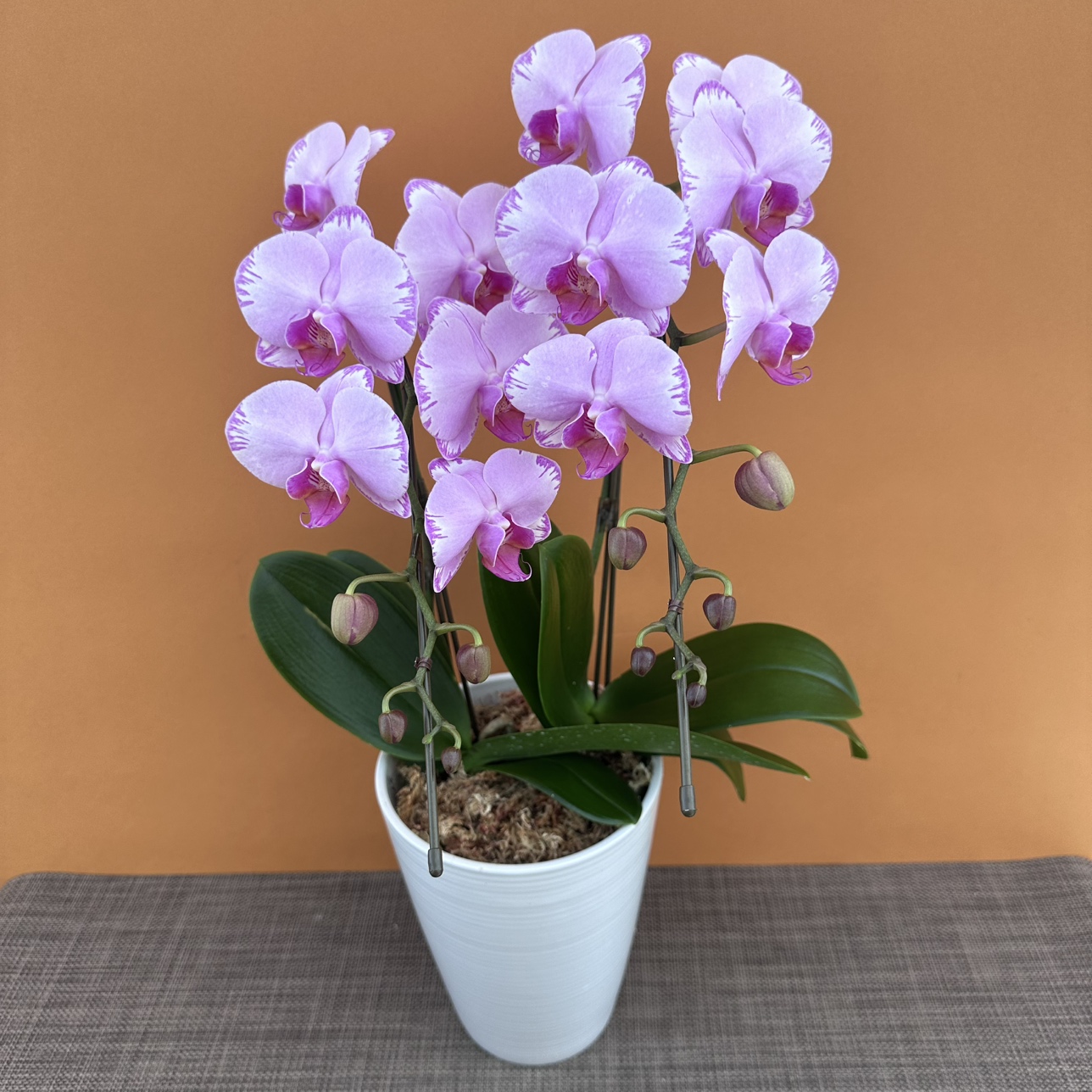 ★現品限り★ピンクスウィフト2株２本立ち おまかせラッピング付陶器鉢入り・送料込み【お届け可能期間：～11/19】[r-ol-2f-pks-20251113］