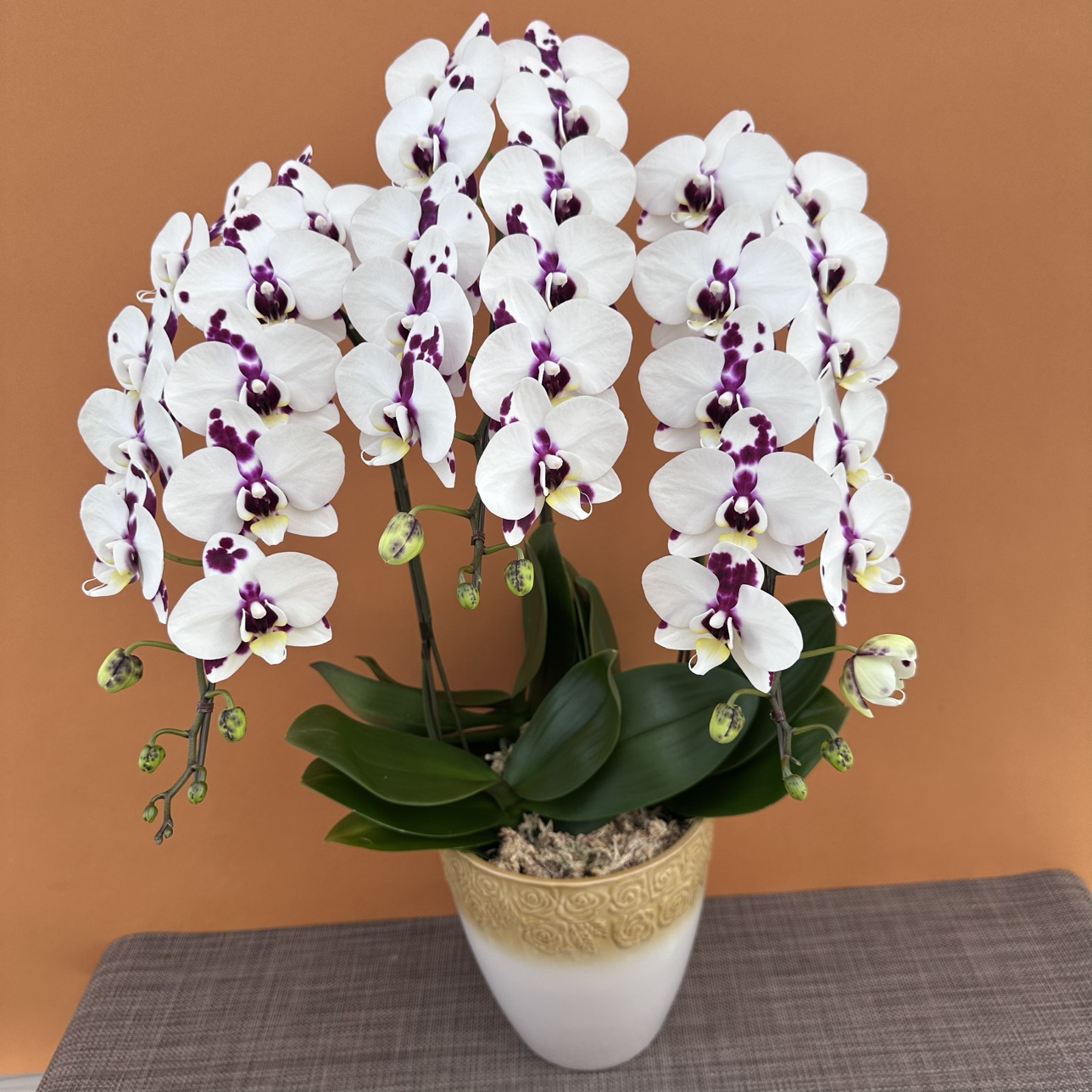 ★現品限り★シルキーモーブ３株３本立ち おまかせラッピング付陶器鉢入り・送料込み【お届け可能期間：～11/19】[r-ol-3f-skm-20251113］