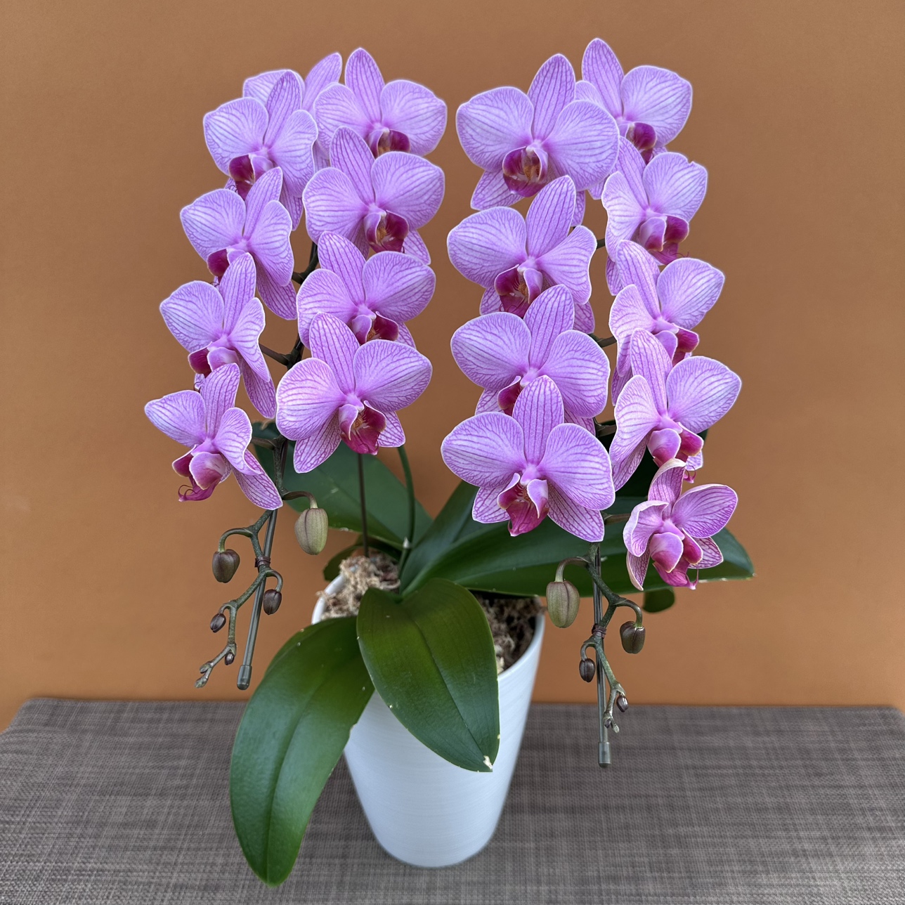 ★現品限り★スプリングシャワー２株２本立ち おまかせラッピング付陶器鉢入り・送料込み【お届け可能期間：～12/10】[r-ol-2f-srs-202511204］