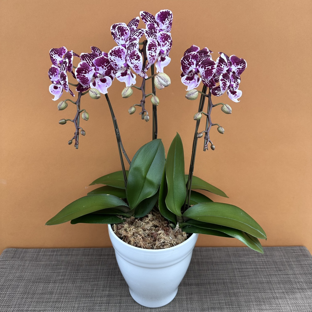 ★現品限り★シュシュ３株３本立ち おまかせラッピング付陶器鉢入り・送料込み【お届け可能期間：～12/10】[r-ol-3f-shy-20251204］